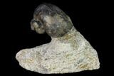 Ordovician Gastropod Fossil - Morocco #164083-1